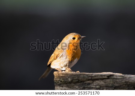 robin isolated in sunlight