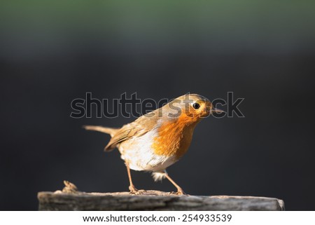 robin isolated on log in sunlight