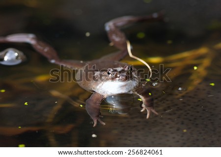 frog in pond guarding spawn