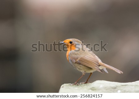 robin isolated on rugged stone
