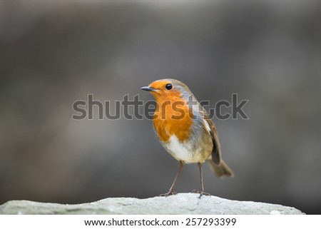 robin isolated on rugged stone