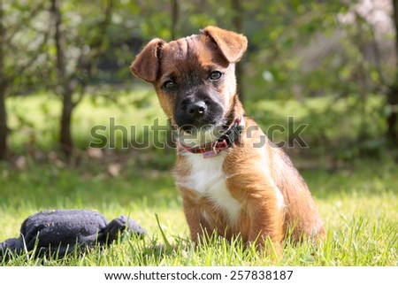 Border terrier cross puppy alert in garden