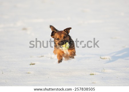 Border terrier cross dog running in snow with ball