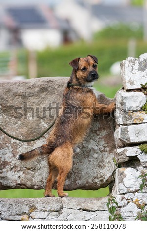 border terrier dog waiting to cross style