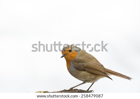 robin on mossy log isolated against white background