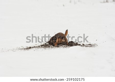 Border terrier cross dog digging in snow