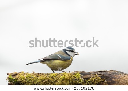 blue tit with food in bill isolated against white background