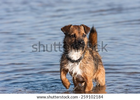 Border terrier cross dog wet shaggy and alert