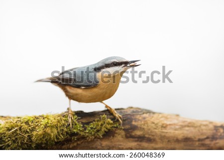 nuthatch with food in bill isolated against white background