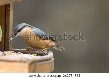 nuthatch with food in bill isolated on bird feeder