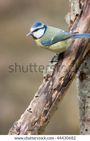 Blue Tit perched on rotten branch with food in bill