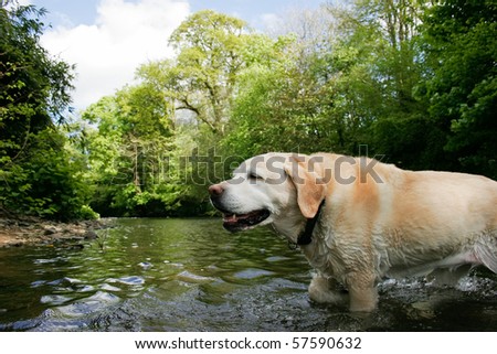 Labrador in Scenic River Low Viewpoint