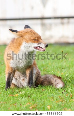 Red Fox Male Snarling with Sharp Teeth