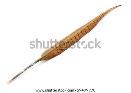 Golden Pheasant Tail