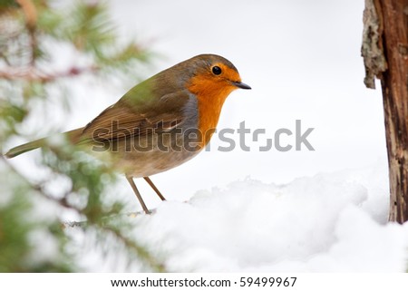 Winter Robin with Pine Tree and Snow