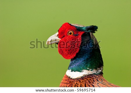 Pheasant Male Close up with Food in Bill