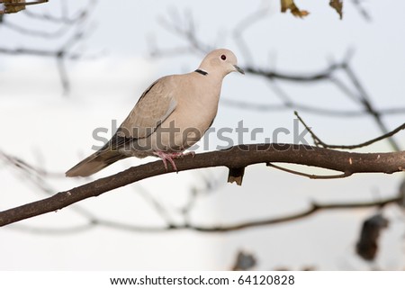 Collared Dove Perched on Branch Profile View