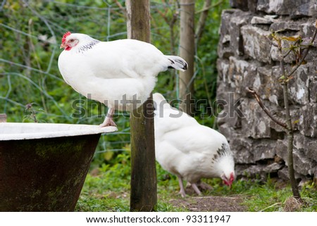Pair of Light Sussex Chickens perched on Old Bath tub