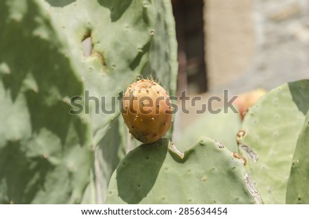 Prickly pear cactus, Opuntia species, with flowers and fruit. The fruit, known as tuna, and pads are used for food.