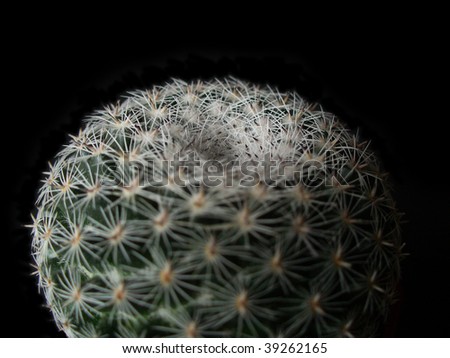 white cactus on the black background