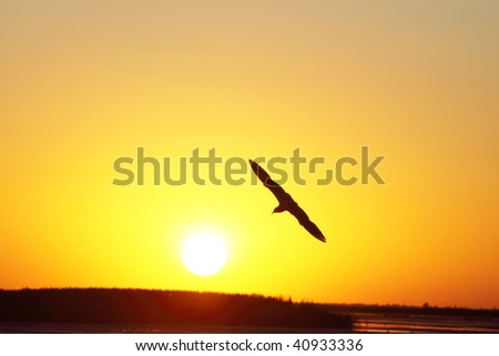 The bird silhouette in the dusk sky