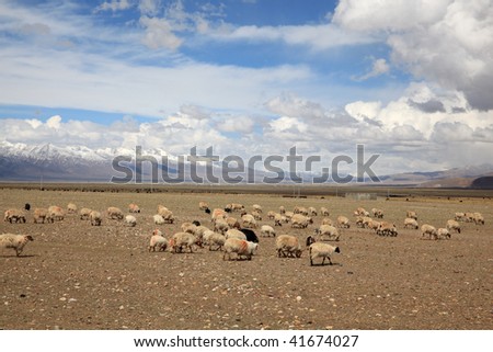 Sheep relaxing under the blue sky and white clouds in Tibet plateau of China.