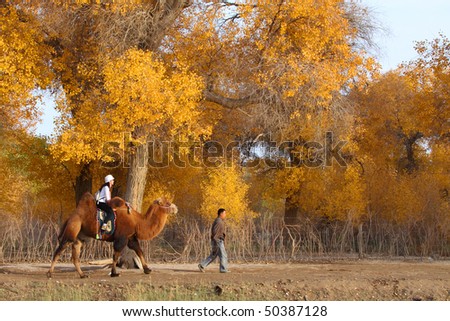 A man walking in front of a woman on the camel in the golden autumn of Inner Mongolia, China