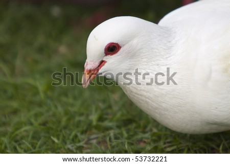 The white pigeon close up on green grass