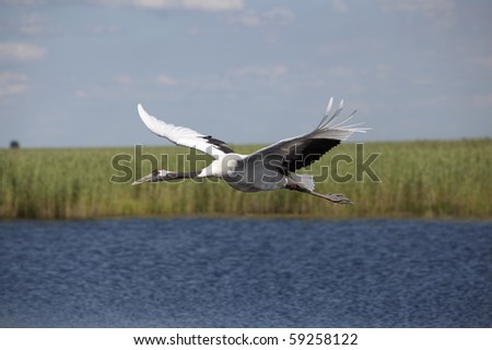 Red-crowned crane flying above the blue lake