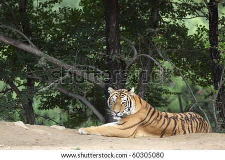 A Siberian tiger beside the forest