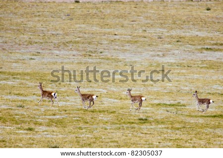 gazelles running