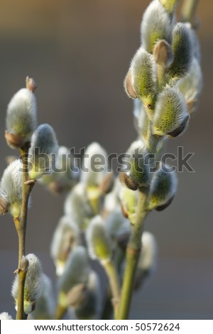 spring pussy-willow tree macro background