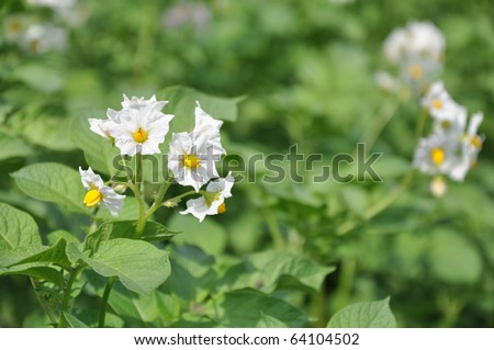 A picture of flowers of new potatoes is in a vegetable garden