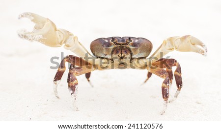Hairy leg mountain crab males on Tachai  Islands in Thailand.