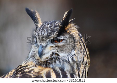 bengal rock eagle owl with head revolved looking over its shoulder
