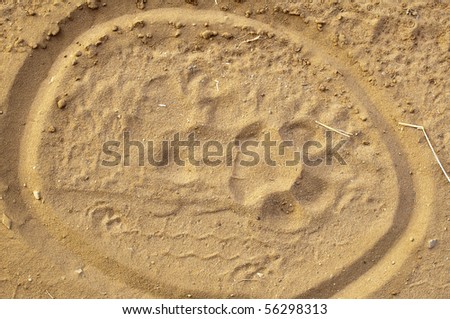 tiger paw  print in the sand circled