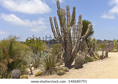 Cactus and tropical vegetation Balboa Park San Diego California.