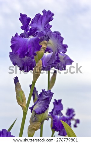 Field of iris flowers in Keizer Oregon.