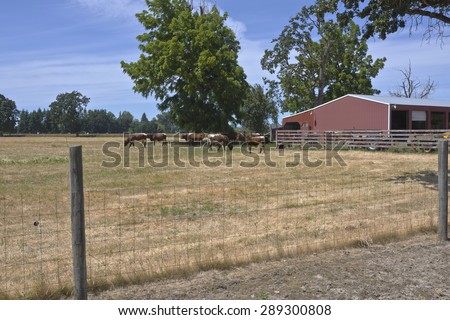 Cattles in a country farm Willamette valley Oregon.