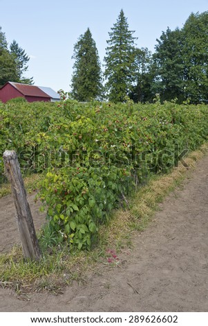 Raspberry plants in a field in rural Oregon.