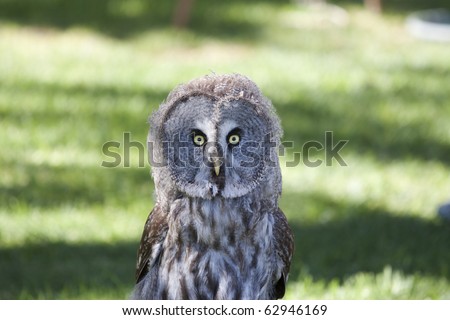 face yellow-eyed owl