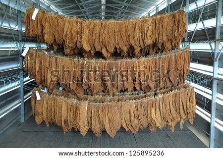 Tobacco leaves drying in a factory dryer