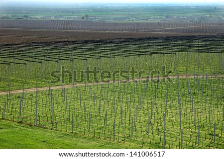 Vineyard and apple orchard with modern system for irrigation and nets against hail