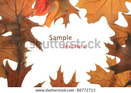 yellow leaves with white background