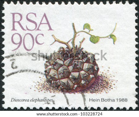 SOUTH AFRICA - CIRCA 1988: A stamp printed in South Africa (RSA), show flower Dioscorea elephantipes, circa 1988