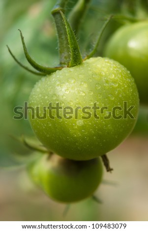 Green tomatoes diseased Noble rot.