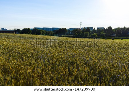 Wheat field at sunset. Backlight. In the background urban areas.