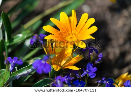 Marigold flower (Calendula officinalis) with water drops.