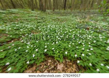 The first spring flowers in the forest. Zoom effect. Background.