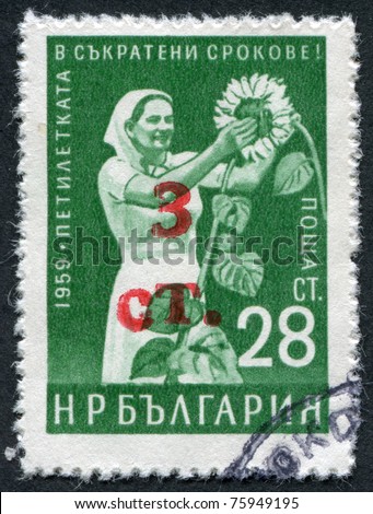 BULGARIA-CIRCA 1959: A stamp printed in the Bulgaria, devoted to the five-year period, depicts a woman on the harvest of sunflower, circa 1959